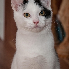 Amigo