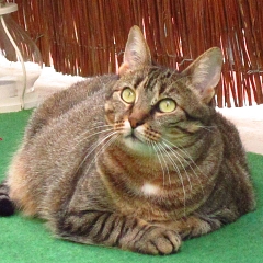Yuki