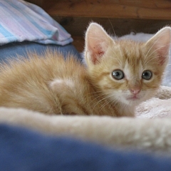 Kimba