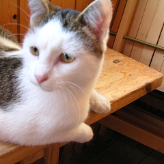 Maja 1
