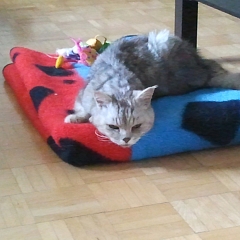 Mojra