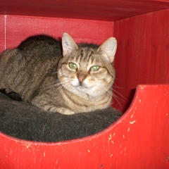 Meggy