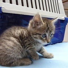 Tiger Lilly