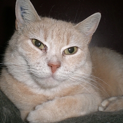 Sandy