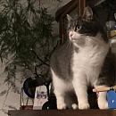 Mia