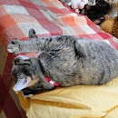 Lola