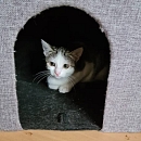 Ginny - scheue Jungkätzin sucht erfahrene Katzenfans