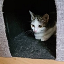 Ginny - scheue Jungkätzin sucht erfahrene Katzenfans