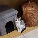 Ginny - scheue Jungkätzin sucht erfahrene Katzenfans