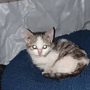 Ginny - scheue Jungkätzin sucht erfahrene Katzenfans
