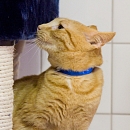 Alberto