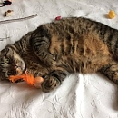 Momo - scheuer aber zarter Seelenkater