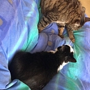 Momo - scheuer aber zarter Seelenkater