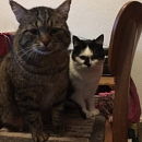 Momo - scheuer aber zarter Seelenkater