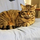 Momo - scheuer aber zarter Seelenkater