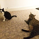 Momo - scheuer aber zarter Seelenkater