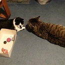 Momo - scheuer aber zarter Seelenkater