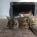 Momo - scheuer aber zarter Seelenkater