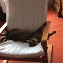 Momo - scheuer aber zarter Seelenkater