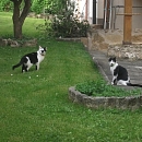 Luca