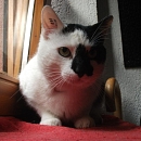 Luca