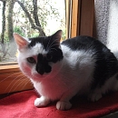 Luca