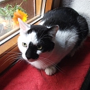 Luca