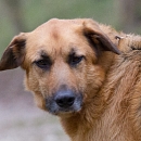 Timo