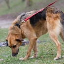 Timo