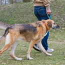 Timo