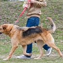 Timo