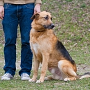 Timo