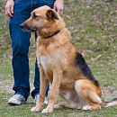 Timo