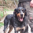 Lupo