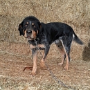 Lupo