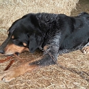 Lupo