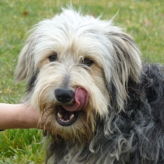 Hugo