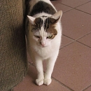 Ernione