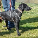Nebi