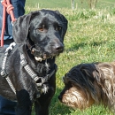 Nebi
