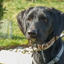 Nebi
