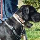 Nebi