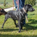 Nebi
