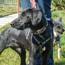 Nebi