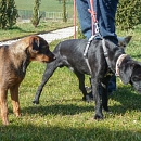Nebi