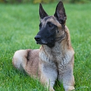 Gilli