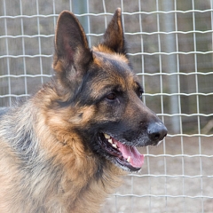 Diego
