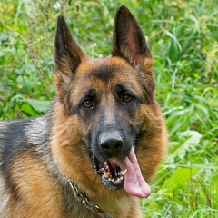 Nala