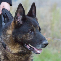Clif (verspielter Opa & Sprengstoffsuchhund))