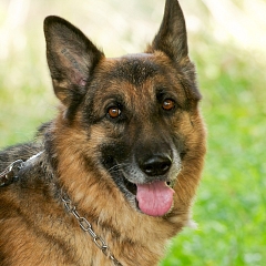 Goliath